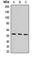 Sam50 Rabbit Polyclonal Antibody