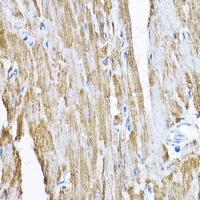Sam50 Rabbit Polyclonal Antibody
