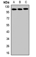 SLITRK6 Antibody