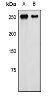 NG2 Rabbit Polyclonal Antibody