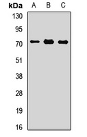 Plastin Rabbit Polyclonal Antibody