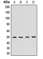 CDC42GAP Rabbit Polyclonal Antibody