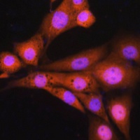 Anti-ASNA1 Antibody
