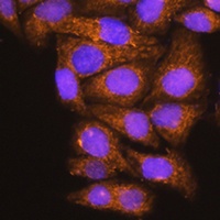 ATP6V1E1 antibody