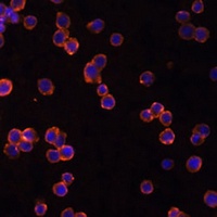 Anti-CD39 Antibody
