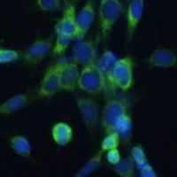 Anti-COX6A1 Antibody