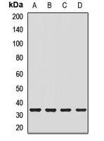 Mu-crystallin Rabbit Polyclonal Antibody