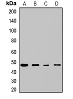 EIF4A2 Rabbit Polyclonal Antibody