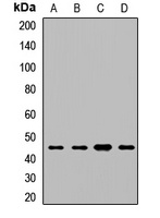 Beta-enolase Antibody
