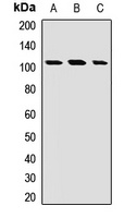 EXTL3 Antibody