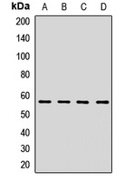 HMGCS1 Antibody