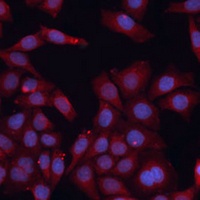 Anti-HMGCS1 Antibody