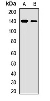 CD50 Rabbit Polyclonal Antibody