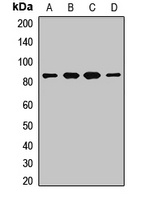 MUT Antibody