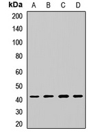 DRG1 Rabbit Polyclonal Antibody