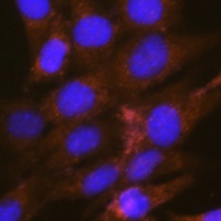 Anti-OSBP Antibody