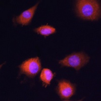 PGAM1 Antibody