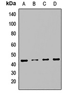 RNH1 Rabbit Polyclonal Antibody