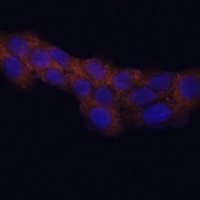 RPL23A antibody