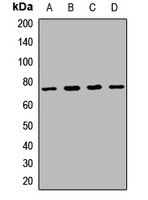 PIT1 Rabbit Polyclonal Antibody