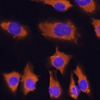 SLC20A1 antibody