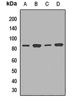 TCF12 Antibody