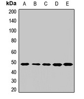 TEAD4 Antibody