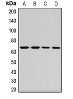 STAM1 Rabbit Polyclonal Antibody