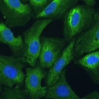 Anti-EIF3G Antibody