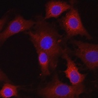 EIF4E2 antibody