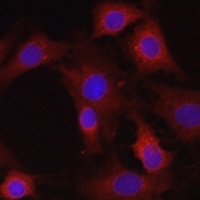 Anti-EIF4E2 Antibody