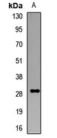 GS28 Rabbit Polyclonal Antibody