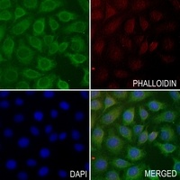 Anti-PIEZO1 Antibody