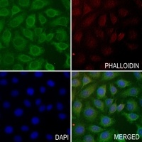 PIEZO1 antibody