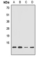 HRSP12 Rabbit Polyclonal Antibody