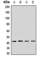EIF3M Antibody