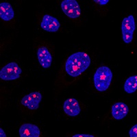 MYBBP1A antibody