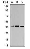 GNB5 Rabbit Polyclonal Antibody