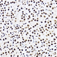 SF3A3 antibody