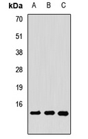 COTL1 Antibody