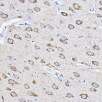 PTPN23 antibody