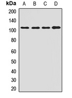 ORP-3 Antibody