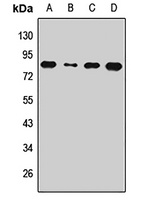 ZRF1 Rabbit Polyclonal Antibody