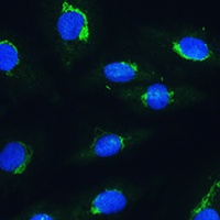 Anti-NBAS Antibody
