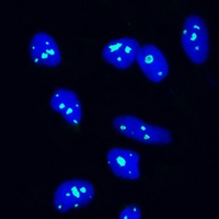 NOP58 antibody