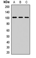 PIDD Antibody