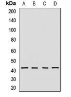 DNAJB14 Antibody
