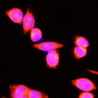 Anti-DNAJC19 Antibody