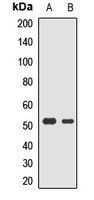 RASSF6 Antibody