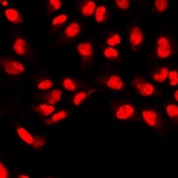 Anti-ID3 Antibody